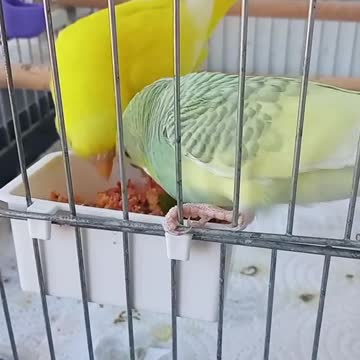 A pair of lovebirds eating in the cage