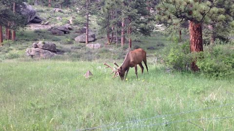 Elk Eating