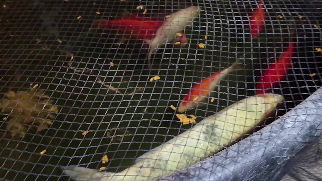 Snack Time for Koi and GoldFish.