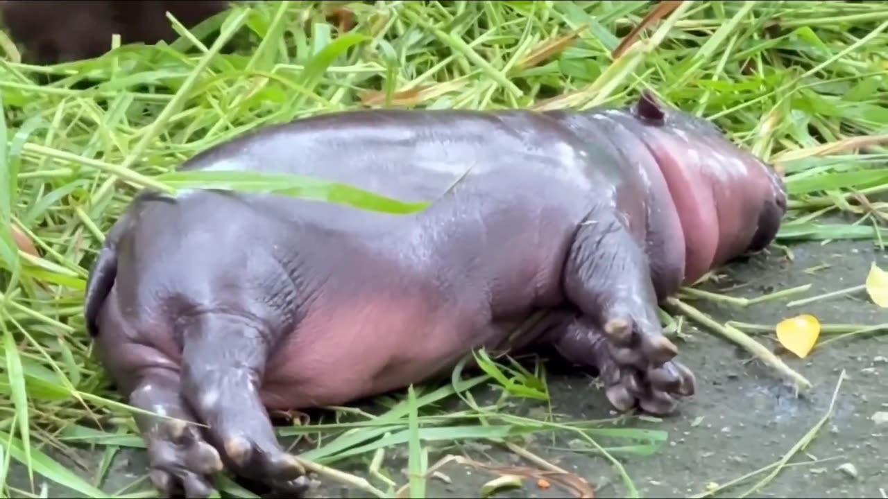 cute baby hippo very funny video hippo #hippo #viralvideo #animals