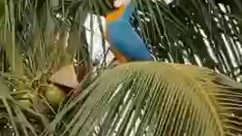 Relaxing smart bird