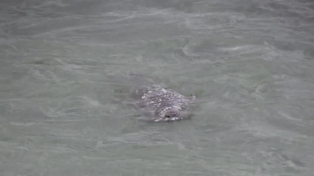 Duck playing with a dogfish