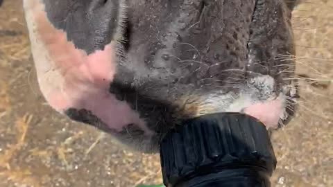 Scout drinks from a garden hose