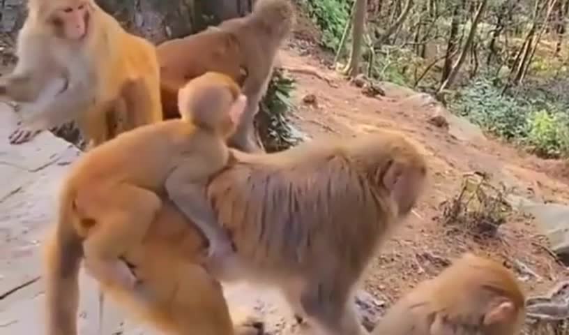 Best fighting scene among these monkey