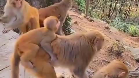 Best fighting scene among these monkey