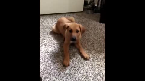 A dog 🐕 says thank you