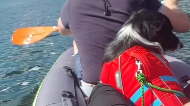 Dogy with Momy and Dady On the Boat