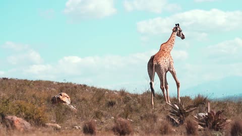 Giraffe in the Open Fields