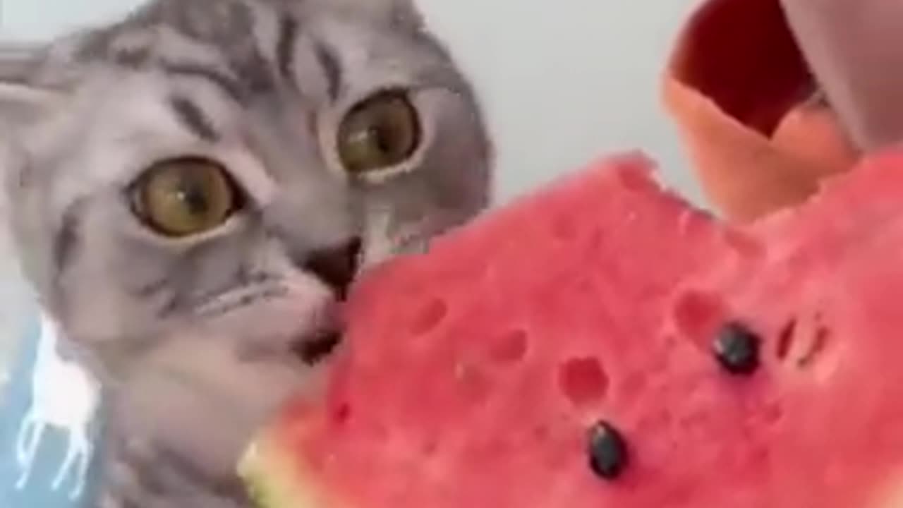 When he realized red is the good part of the watermelon.. 😅