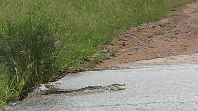 crocodile catching fish