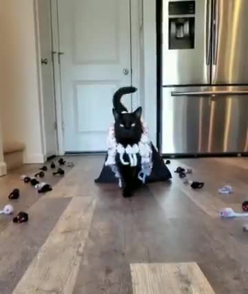 Amazing cat | That tail is batting away all those haters. Fire