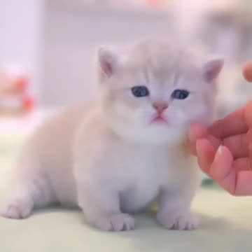 Cute cat videos | Pet Animal video | Kittycat | Wildlife video | Animal video |