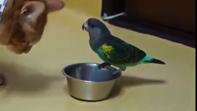 Cat & Parrot Fight On Food l Funny Video