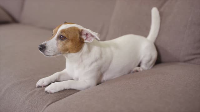 Puppy focused on the drama.