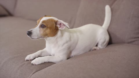 Puppy focused on the drama.