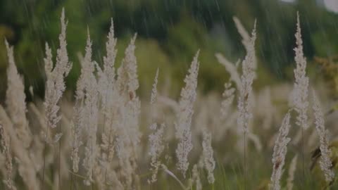 Relaxing rain sound in nature for deep sleep