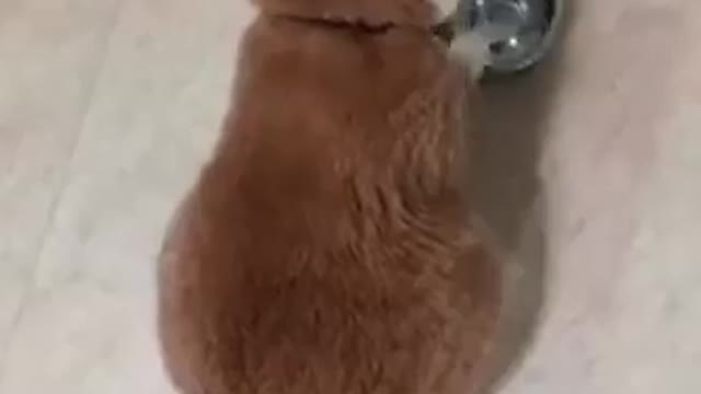 Hungry Cat-Angry cat