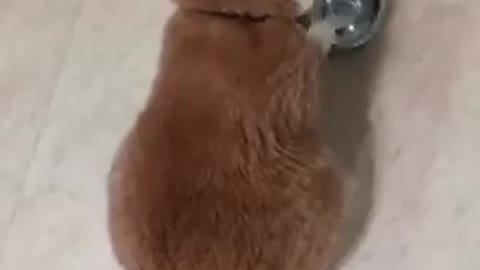 Hungry Cat-Angry cat