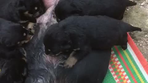 Support for breastfeeding dogs