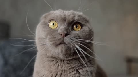 Funny Shocking Cat 😺🐈 Video You Ever Watched 😹🐈