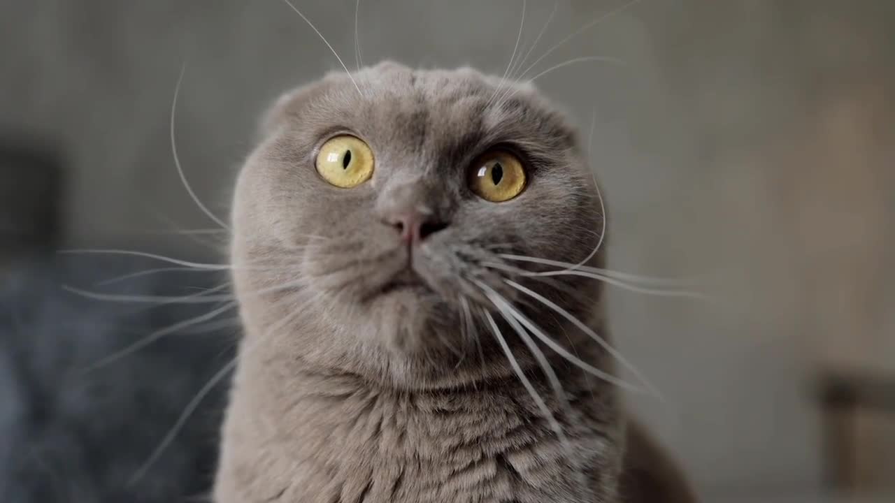 Funny Shocking Cat πΊπ Video You Ever Watched πΉπ