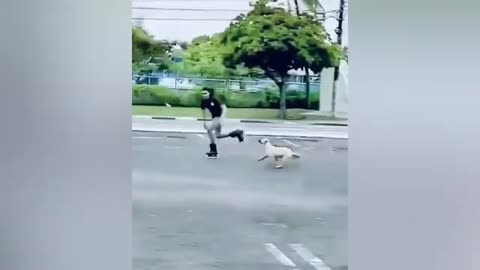 Viral funny videos