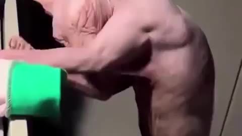 What would you name him?