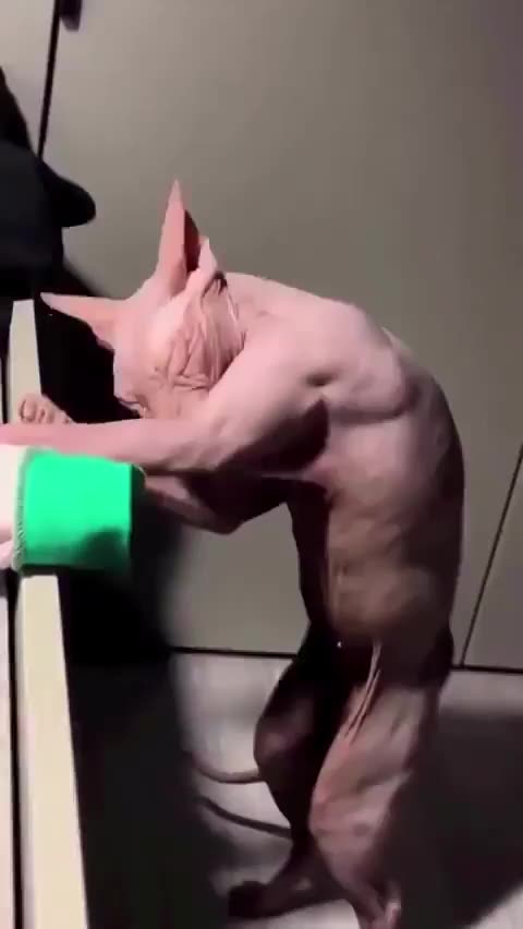 What would you name him?