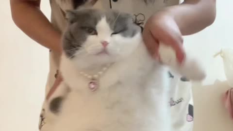 Cute Cat Funny Dance