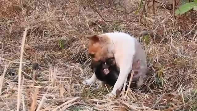 BEST VIDEOS Of Baby Love puppy Nyny Compilation, CUTE And FUNNY