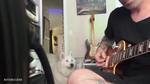 funny pets