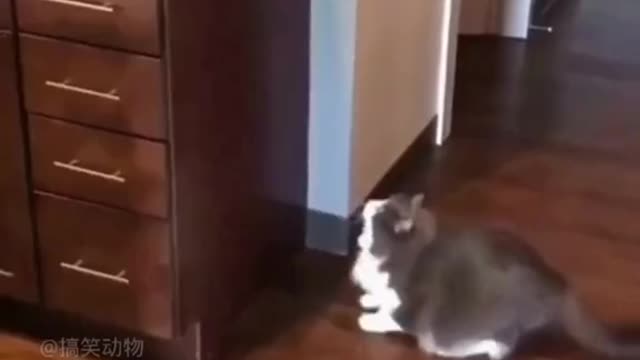 Animal's funny videos compilation