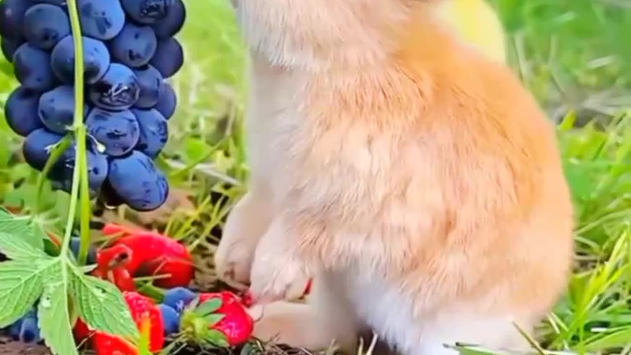 🐇😍 Adorable Rabbit Enjoys 🐇😍 #shorts #short #viralshorts #shoetsfeed #fyp #viralvideo