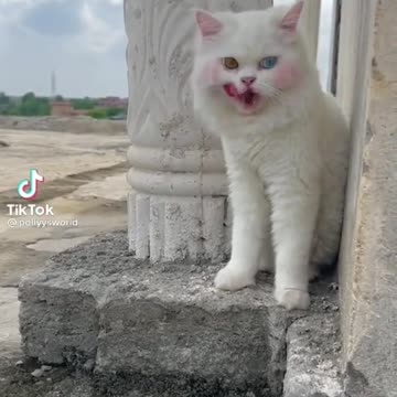 hayee Soo cute cat 🐈🐈