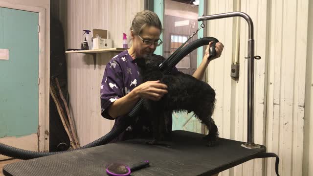 Blow Dry