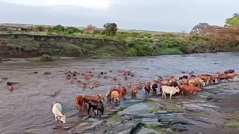 herd of cattle crossed the river