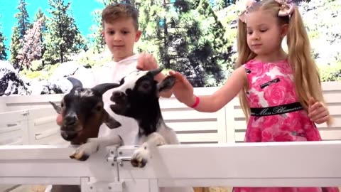 Funny animal video