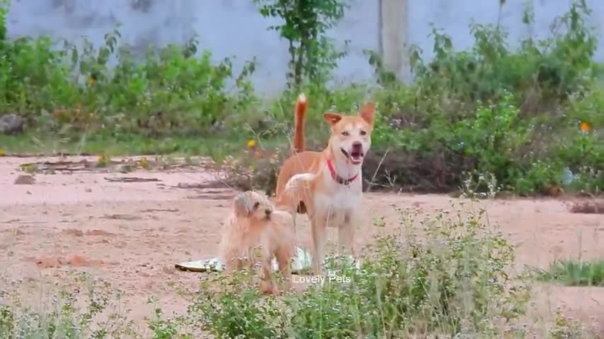 Funny dogs second pest dog