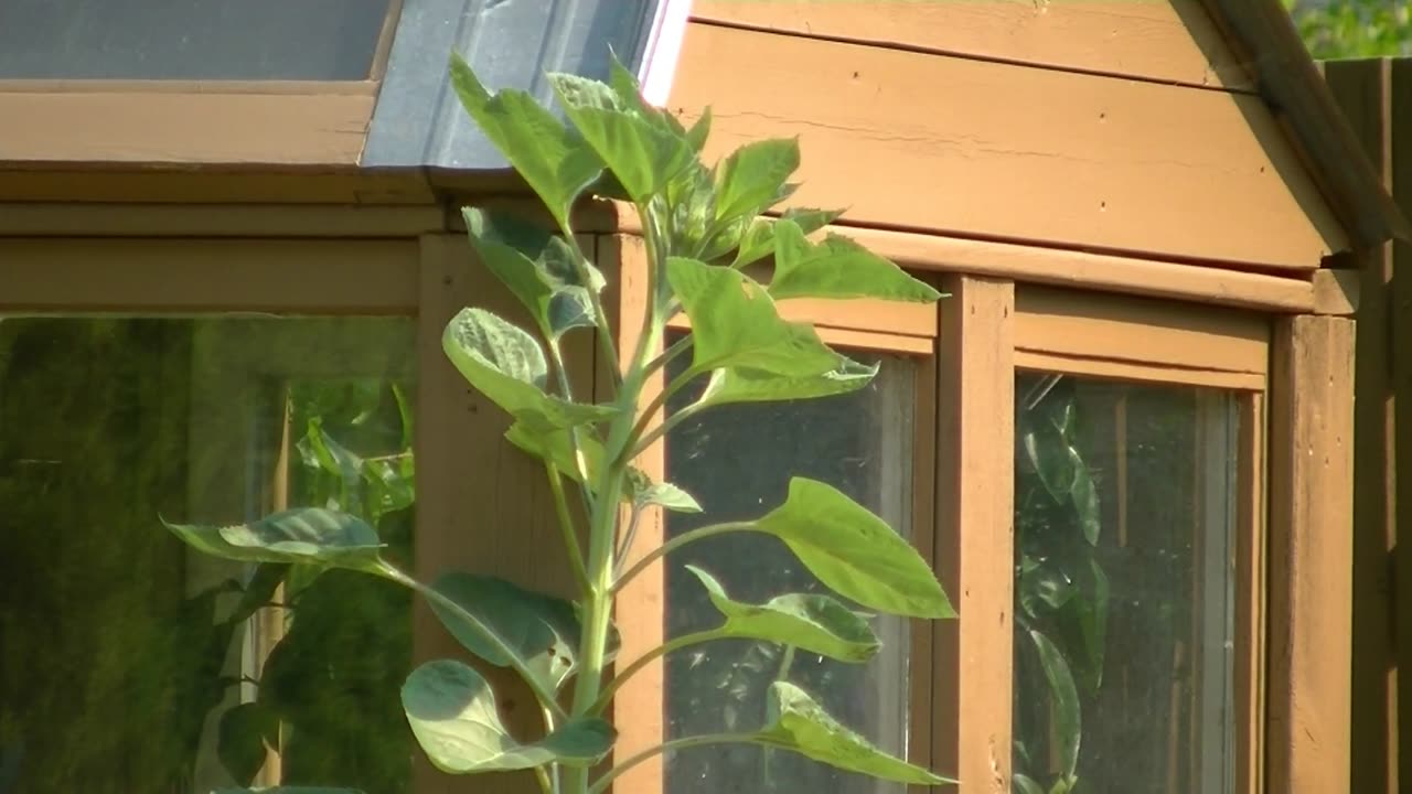 12 Hour Time Lapse of a Sunflower.