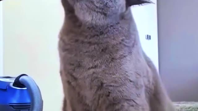 A cat who loves a vacuum cleaner