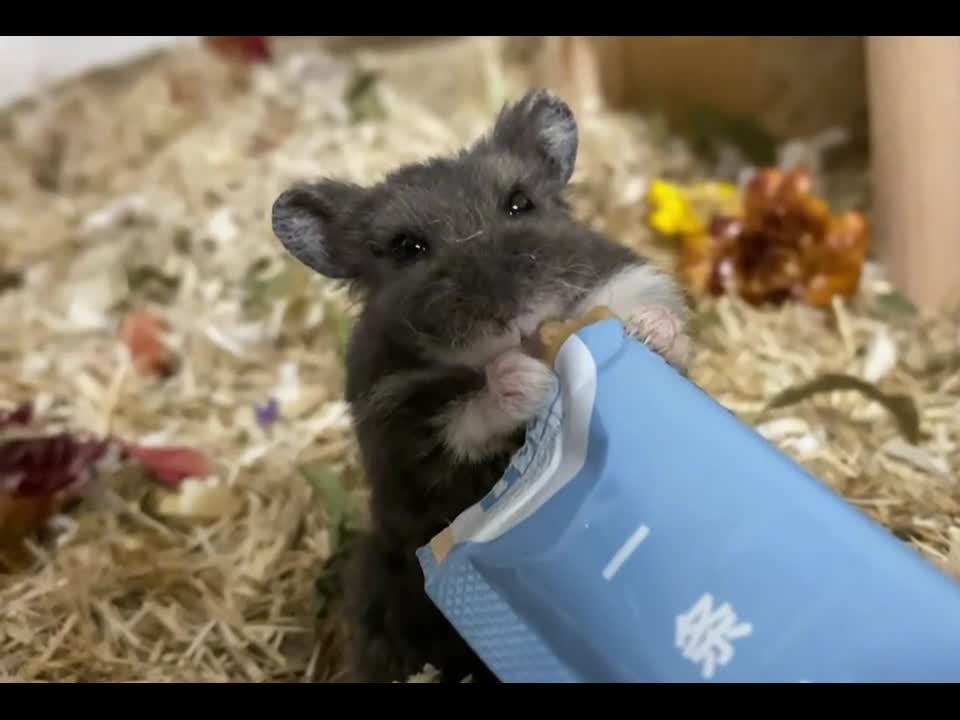 black hamster