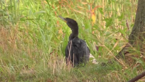 382 Toussaint Wildlife - Oak Harbor Ohio - Might Be Last Cormorant Of The Year