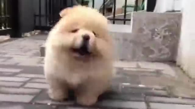 Chow Chow is happiest when it comes out for a walk.