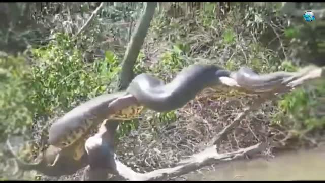 Biggest Anaconda caught on camera