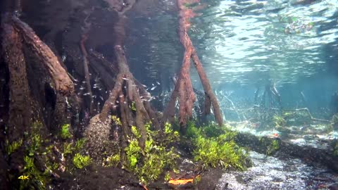 Diving in Raja Ampat