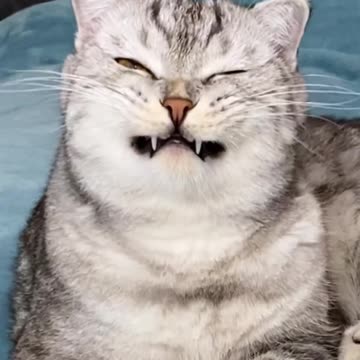 😹😹😹 cat ###..