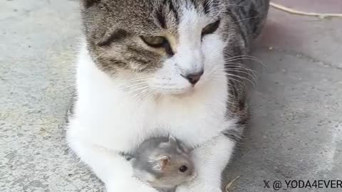 Unlikely Friends: The Heartwarming Bond Between a Cat and Mouse