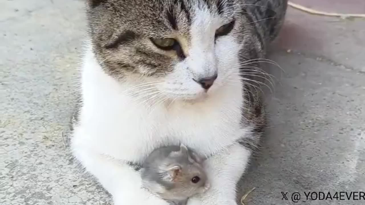Unlikely Friends: The Heartwarming Bond Between a Cat and Mouse