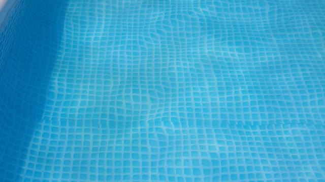 a swimming puppy