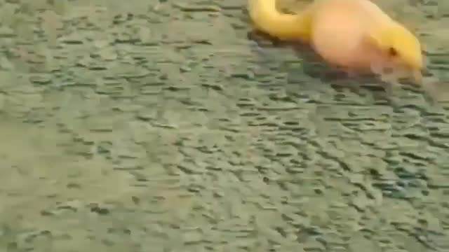 Small snake eating whole egg